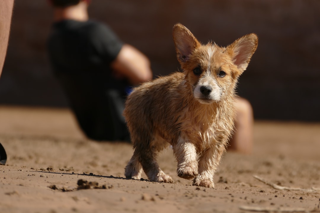 Exploring the Adorable World of Corgi Mixes